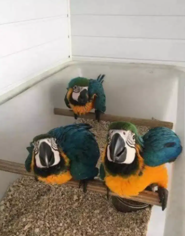 Macaw parrot blue gold 7month chicks Available for sale
