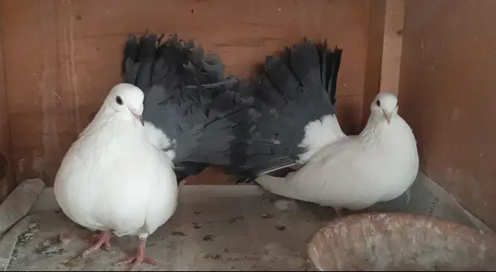 Blacktail breeder pair Available for sale