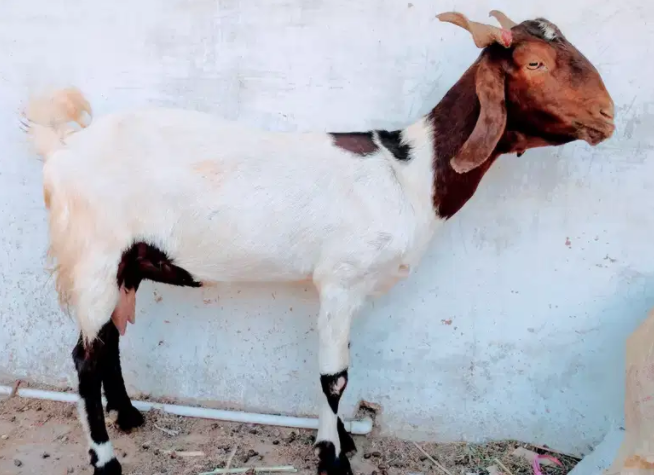 White Goat Available for Sale in Karachi