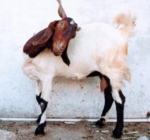 White Goat Available for Sale in Karachi