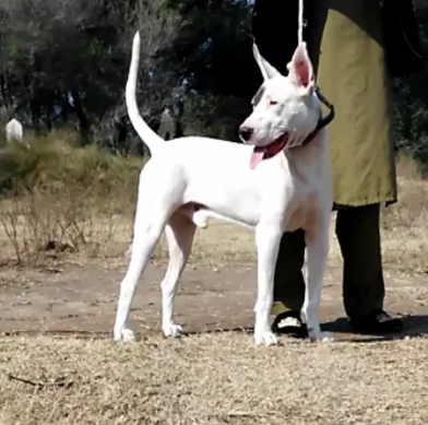 White and Black color Dog Available for Sale