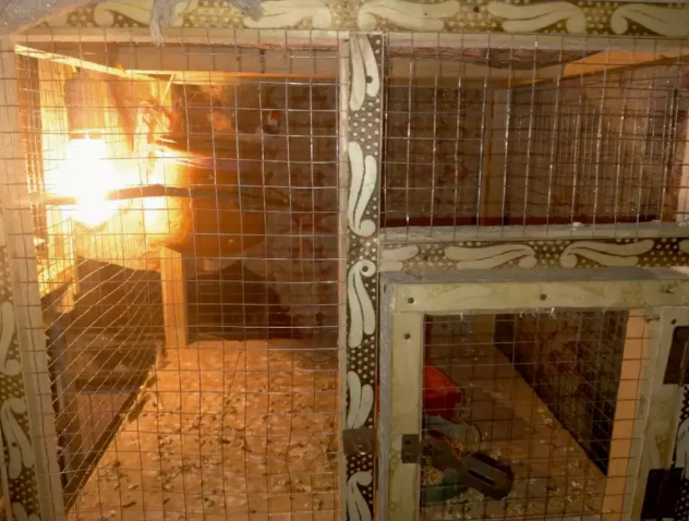 finches breeder pair Available for sale
