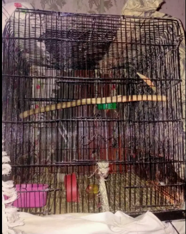 Bird parrot cage available for sale