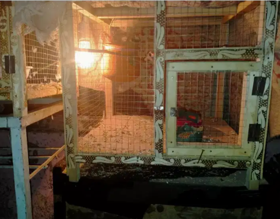 finches breeder pair Available for sale