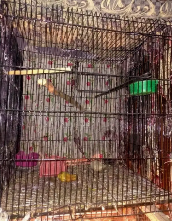 Bird parrot cage available for sale