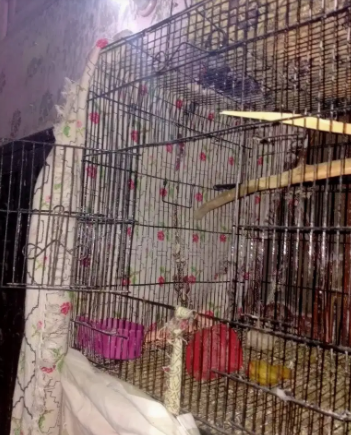 Bird parrot cage available for sale