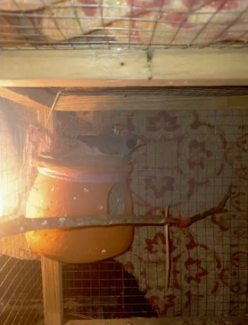 finches breeder pair Available for sale