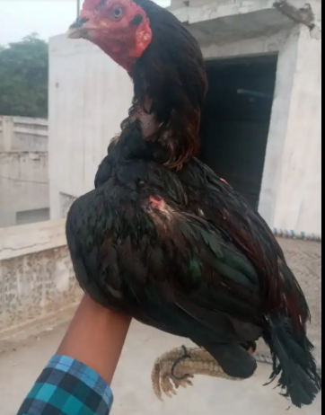 Beautiful Cock Available for sale in Faisalabad