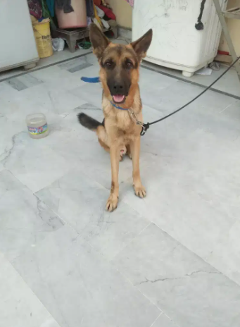 German Black and Brown Dog Available for sale