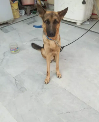 German Black and Brown Dog Available for sale