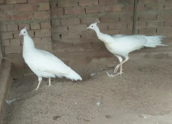 White peacock Available for sale