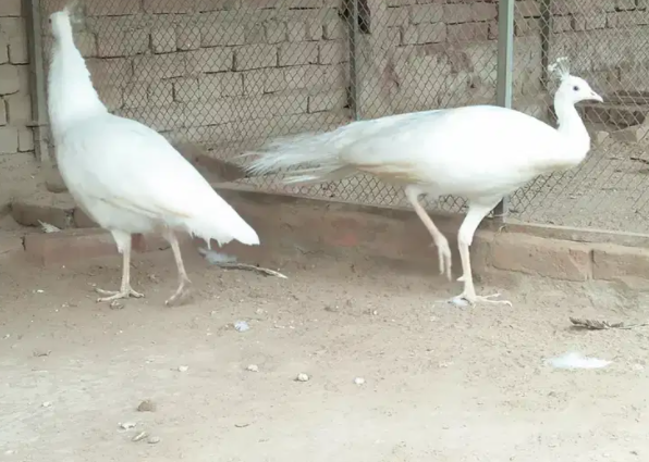 White peacock Available for sale