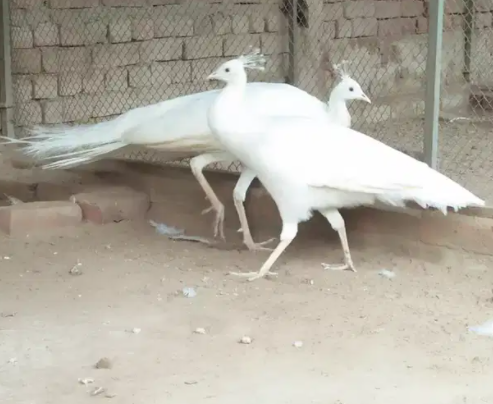 White peacock Available for sale