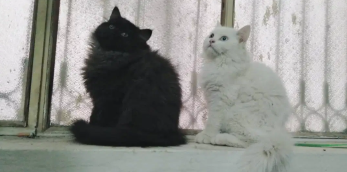 Cats pair in White and Black Color for sale in Abbottabad