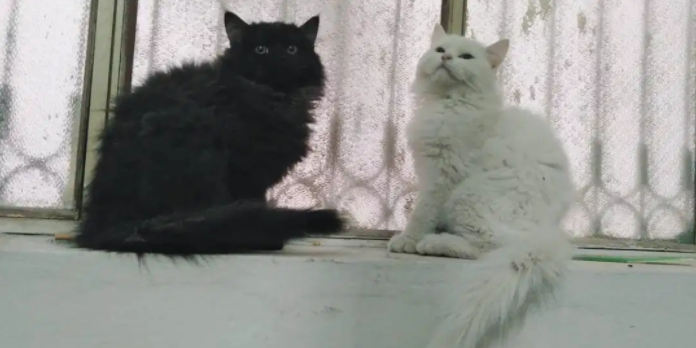 Cats pair in White and Black Color for sale in Abbottabad