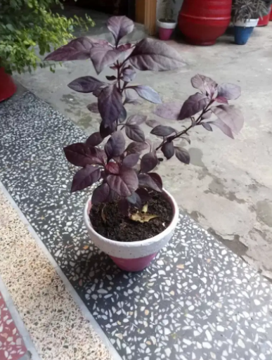 Beautiful plants Available for Sale