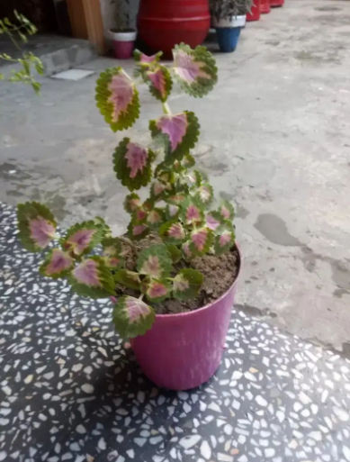 Beautiful plants Available for Sale