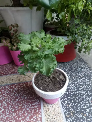 Beautiful plants Available for Sale