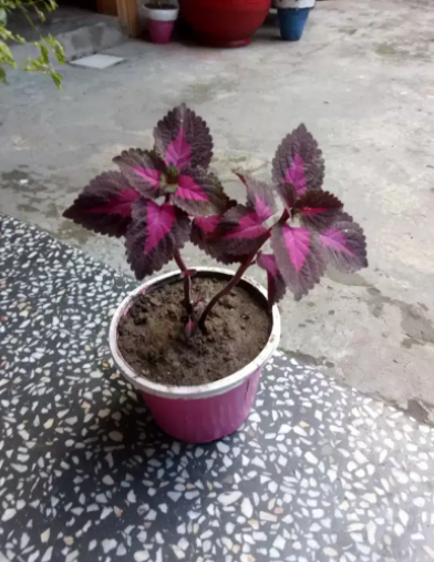 Beautiful plants Available for Sale