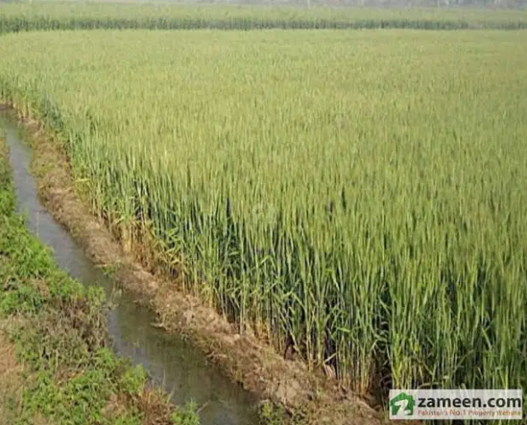22 Kanal Agricultural land Available for Sale in Khanewal