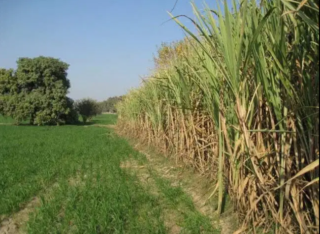 22 Kanal Agricultural land Available for Sale in Khanewal