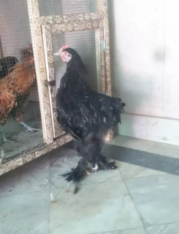 black heavy coaching male Available for sale