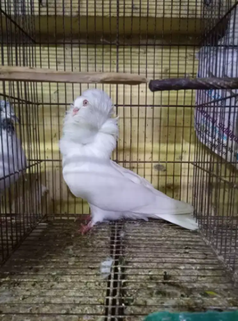 pigeon  Nar(male) Available for sale