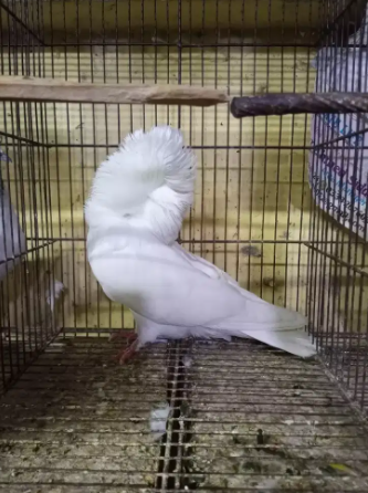 pigeon  Nar(male) Available for sale