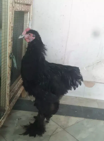 black heavy coaching male Available for sale