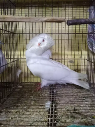 pigeon  Nar(male) Available for sale