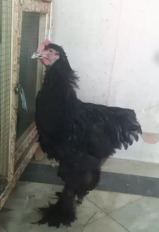 black heavy coaching male Available for sale