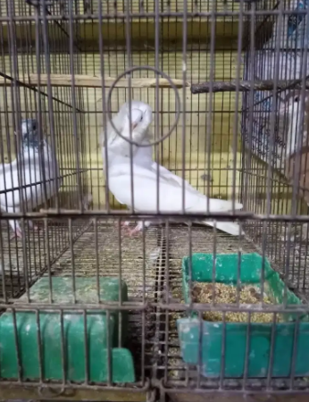 pigeon  Nar(male) Available for sale