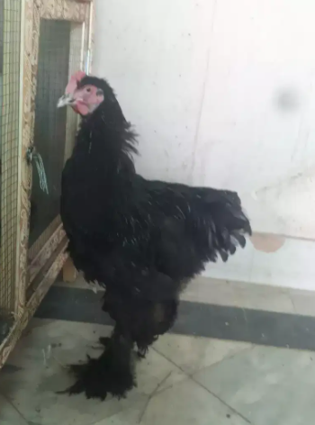 black heavy coaching male Available for sale