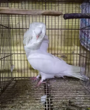 pigeon  Nar(male) Available for sale