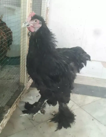 black heavy coaching male Available for sale