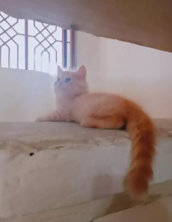 persion kitten Available for sale