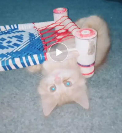 persion kitten Available for sale