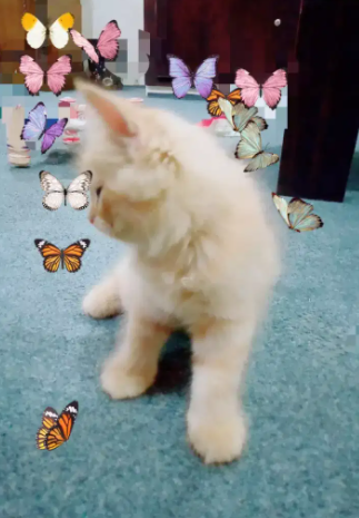persion kitten Available for sale