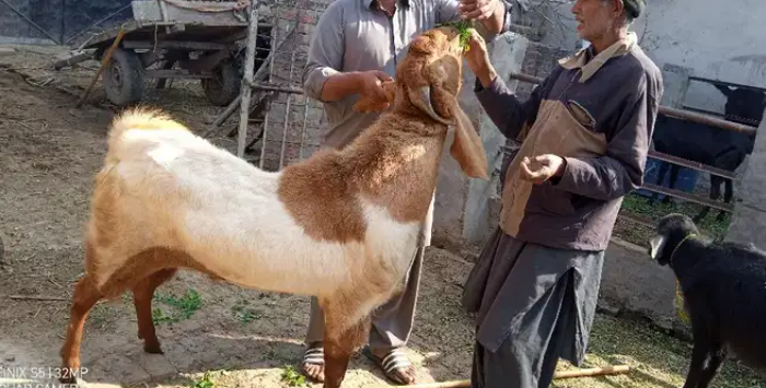 Beautiful Healthy Goat Available for sale