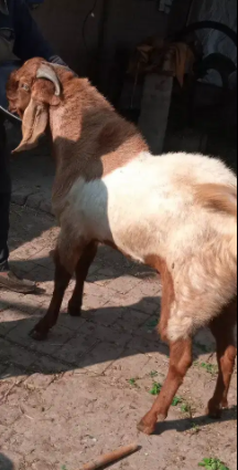 Beautiful Healthy Goat Available for sale