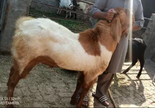 Beautiful Healthy Goat Available for sale