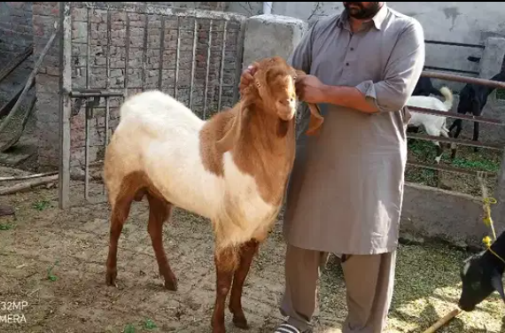 Beautiful Healthy Goat Available for sale