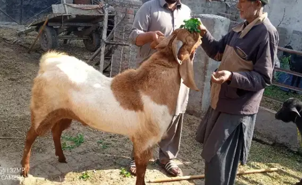 Beautiful Healthy Goat Available for sale