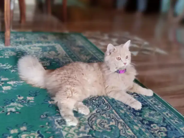 Persian female Cat Available for sale