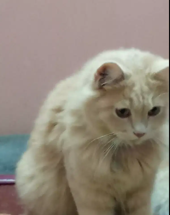Persian female Cat Available for sale