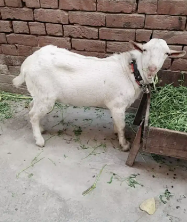 Teda White eyes Goat Available for sale in Gujranwala