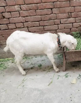 Teda White eyes Goat Available for sale in Gujranwala
