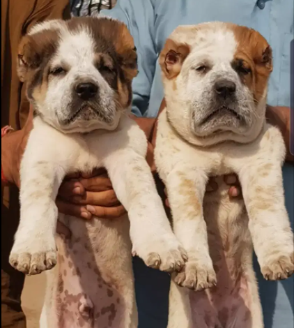 Pure alabai pair 45 days Available for sale