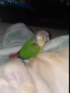 Green cheek bird Available for Sale