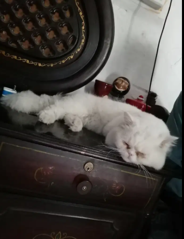 Persian Cat Male Available for Sale in Rawalpindi